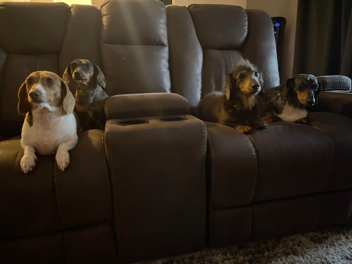 Dachshund Puppies breeder image 10