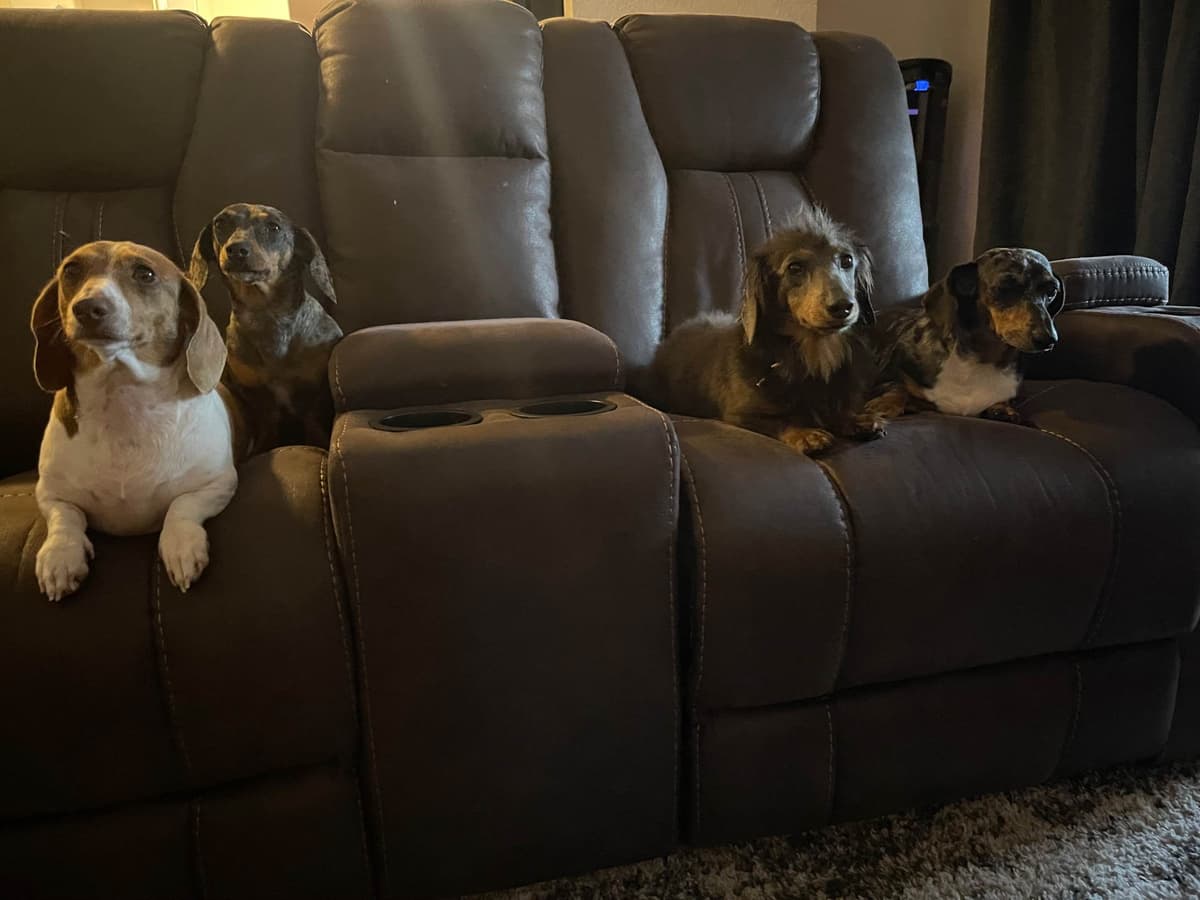 Dachshund Puppies breeder image 11