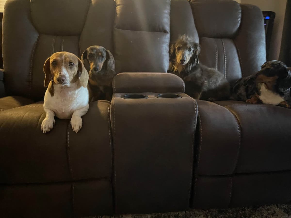 Dachshund Puppies breeder image 12
