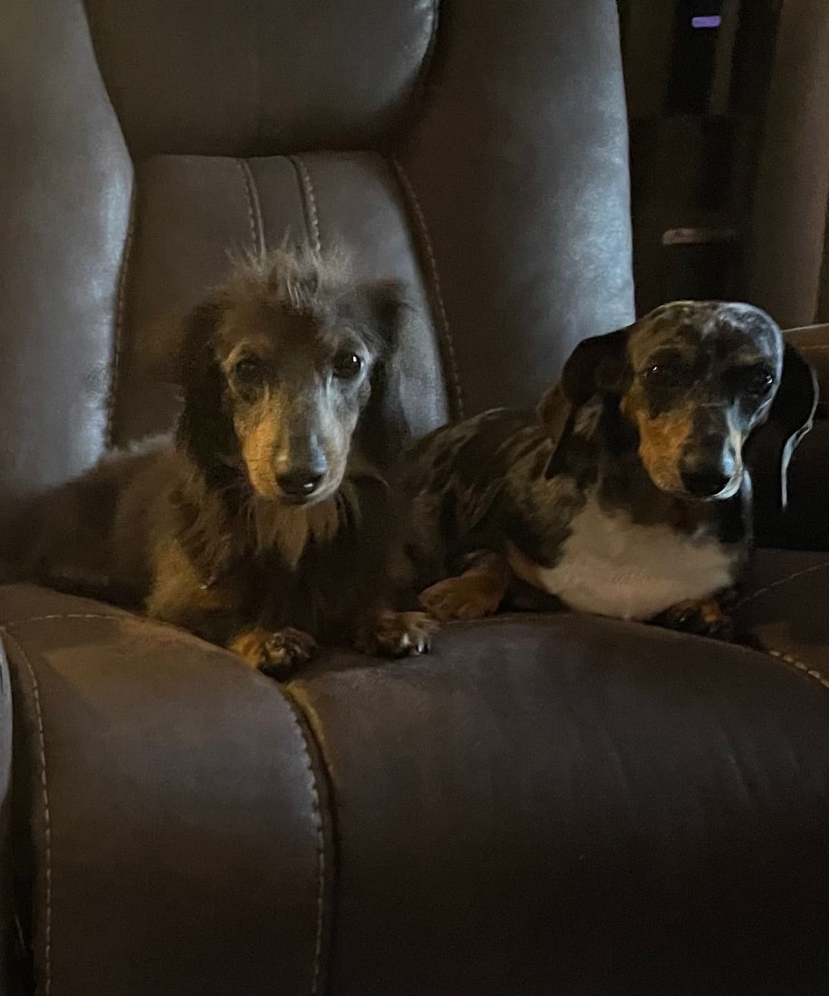 Dachshund Puppies breeder image 13