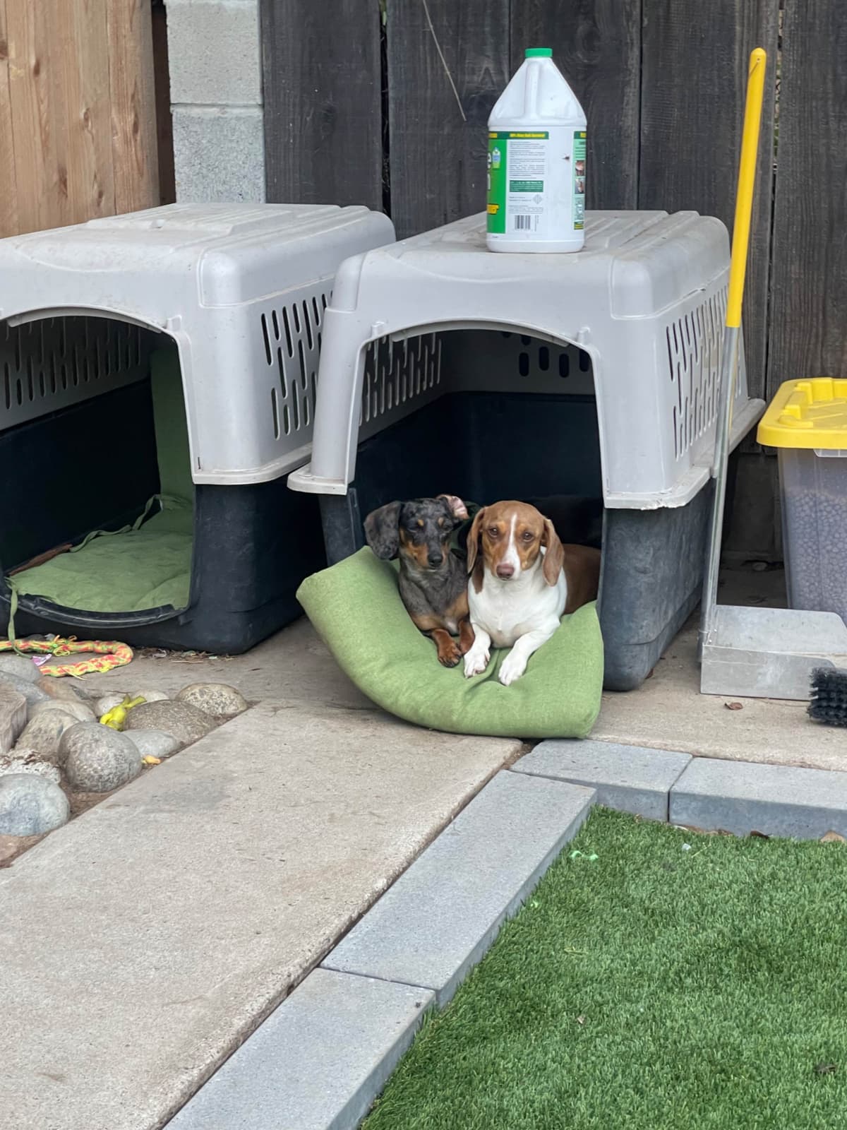 Dachshund Puppies breeder image 15