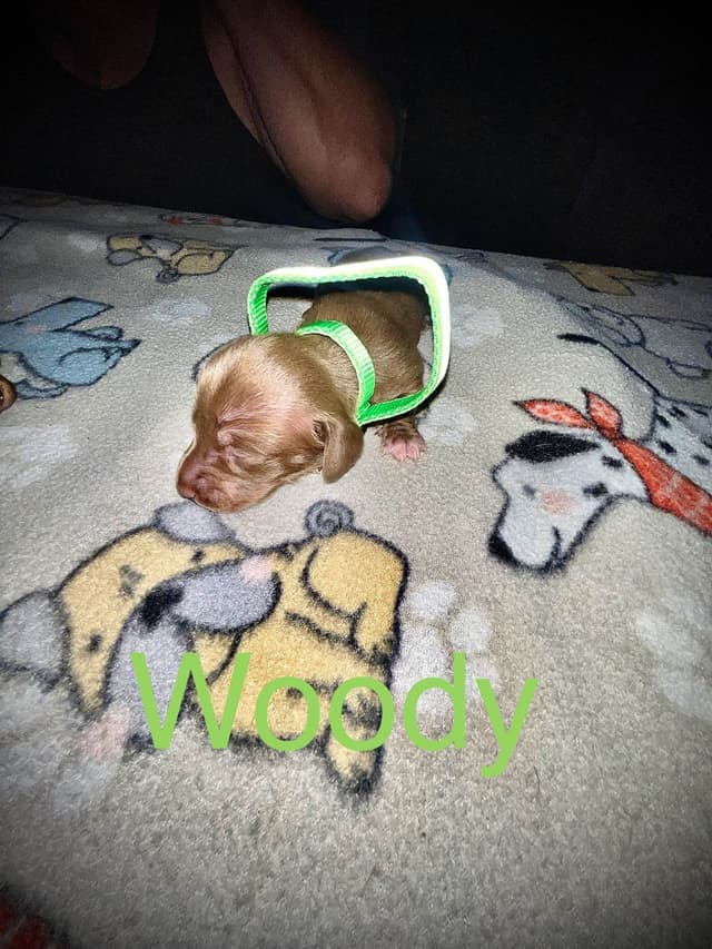 Dachshund Puppies media 3