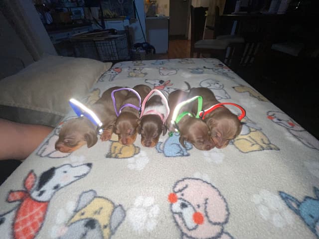 Dachshund Puppies media 2