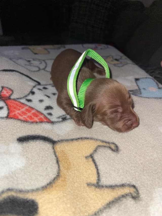 Dachshund Puppies media 4