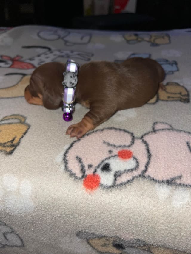 Dachshund Puppies media 6
