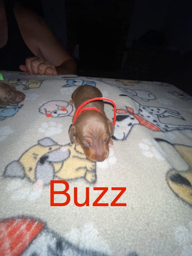 Dachshund Puppies media 8