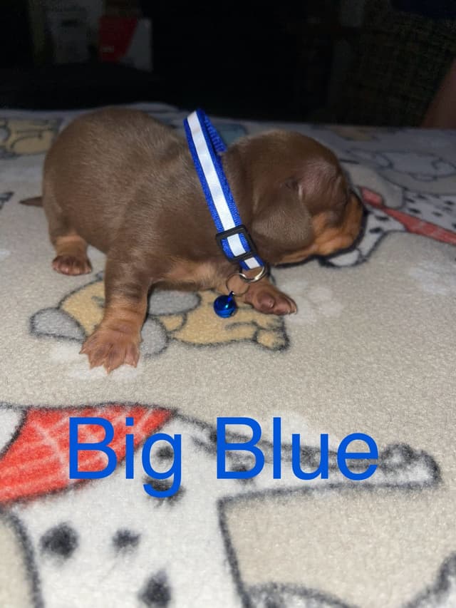 Dachshund Puppies media 9