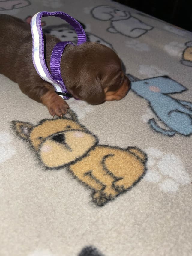 Dachshund Puppies media 7
