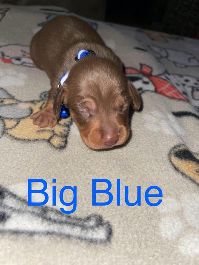 Dachshund Puppies media 10