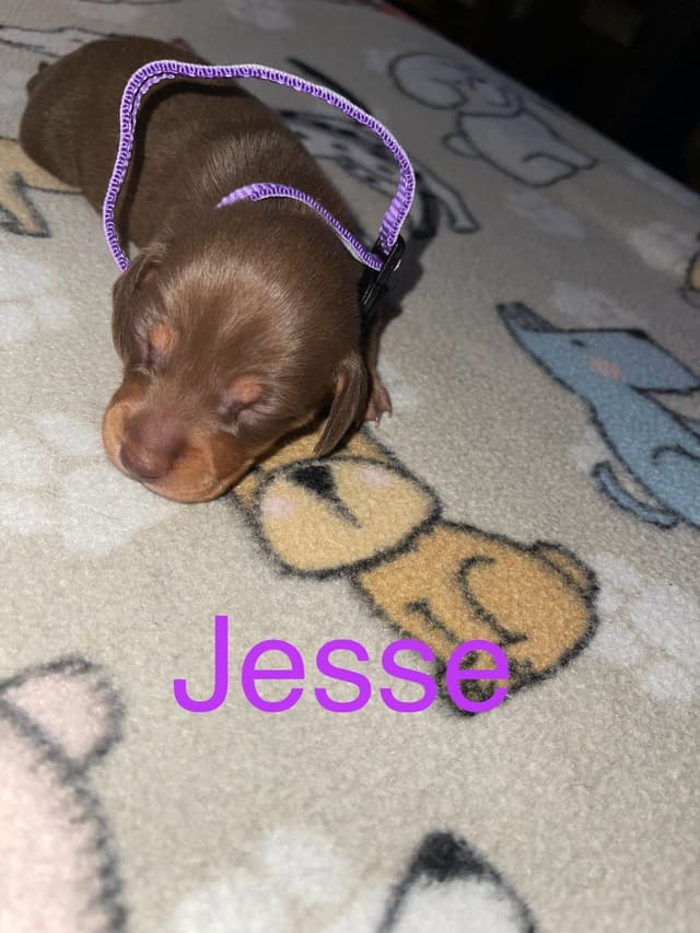 Dachshund Puppies media 5