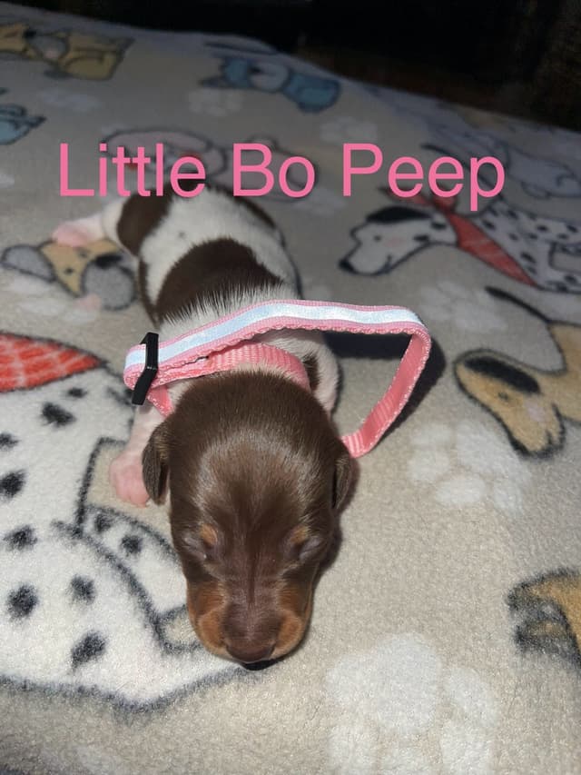 Dachshund Puppies media 11