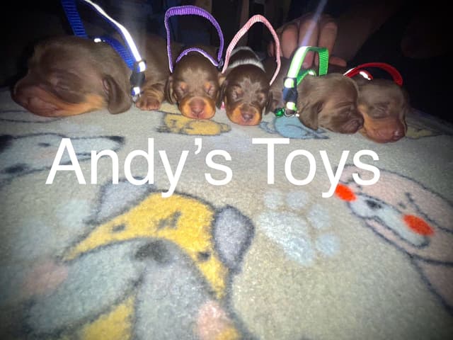 Dachshund Puppies media 12