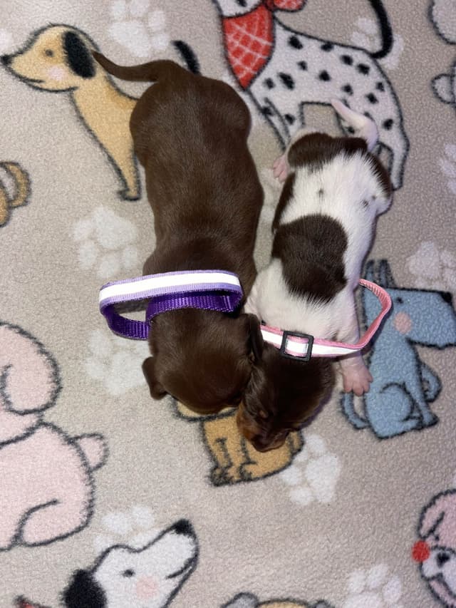 Dachshund Puppies media 13