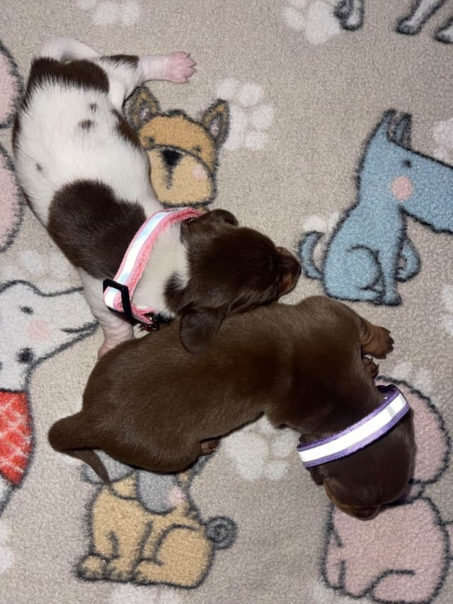Dachshund Puppies media 14