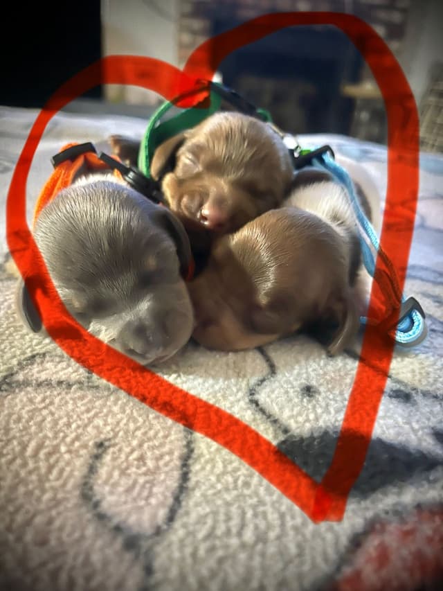 Dachshund Puppies media 6