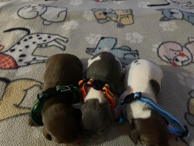 Dachshund Puppies media 2