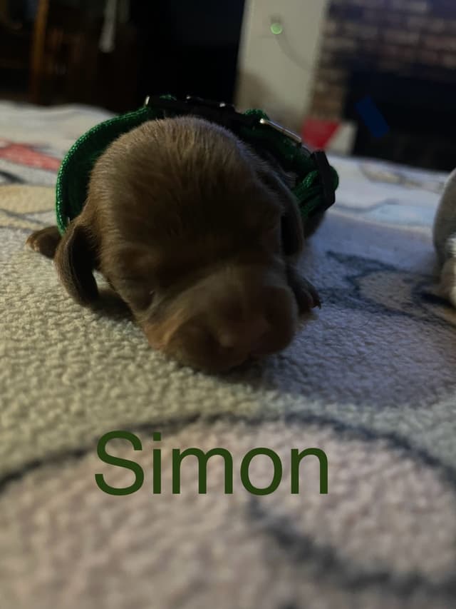 Dachshund Puppies media 3