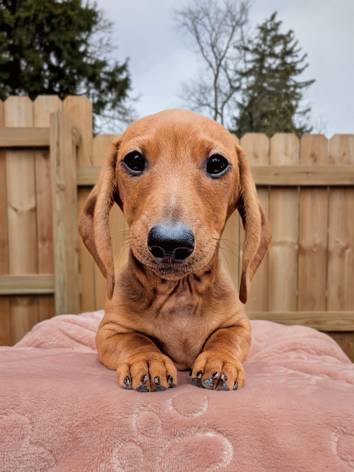 Smooth Dachshund Puppies breeder image 5