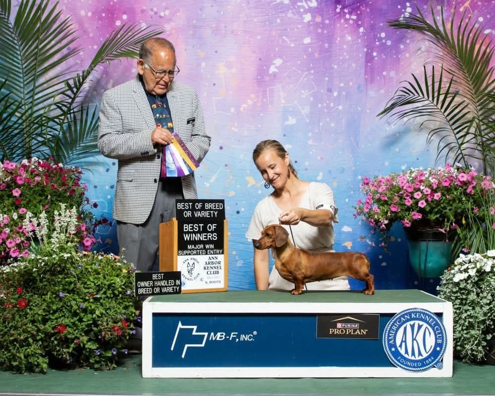 Smooth Dachshund Puppies breeder image 7