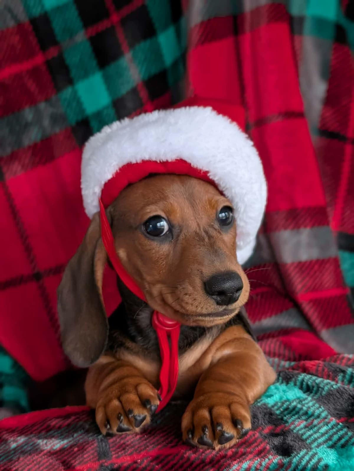 Smooth Dachshund Puppies breeder image 13