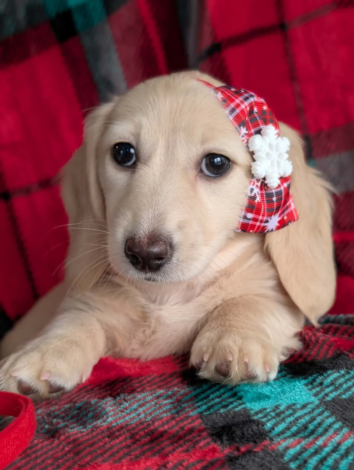 Smooth Dachshund Puppies breeder image 12