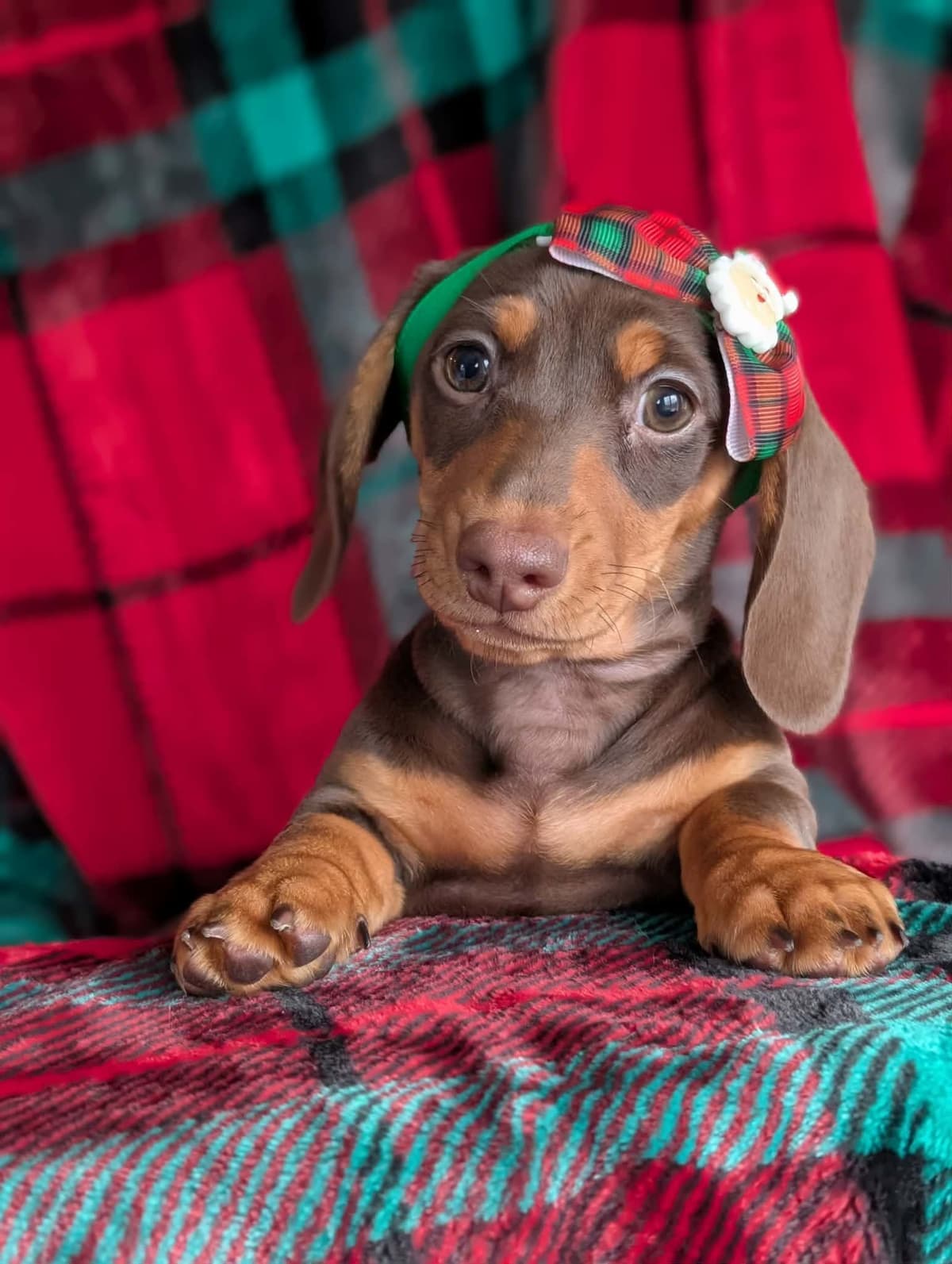 Smooth Dachshund Puppies breeder image 11