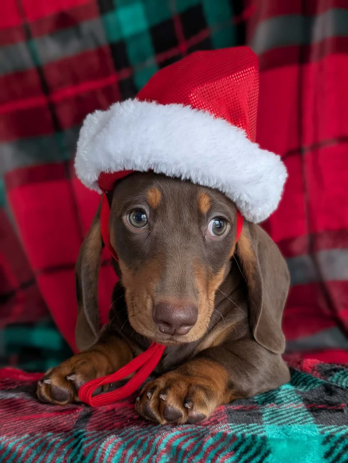 Smooth Dachshund Puppies breeder image 15