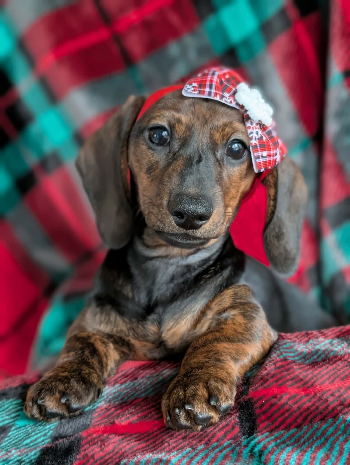 Smooth Dachshund Puppies breeder image 14