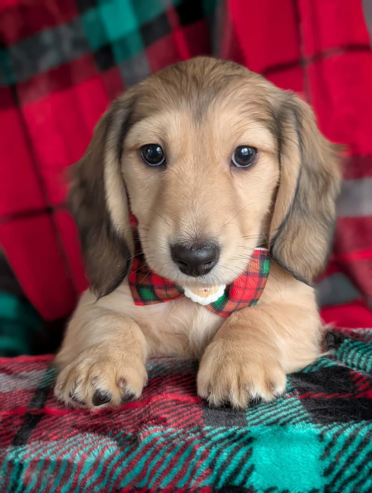 Smooth Dachshund Puppies breeder image 16