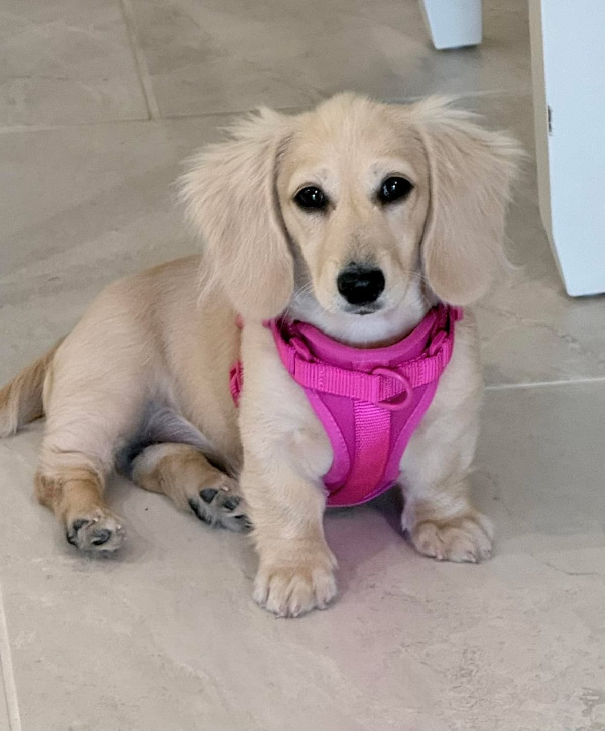 Smooth Dachshund Puppies breeder image 20