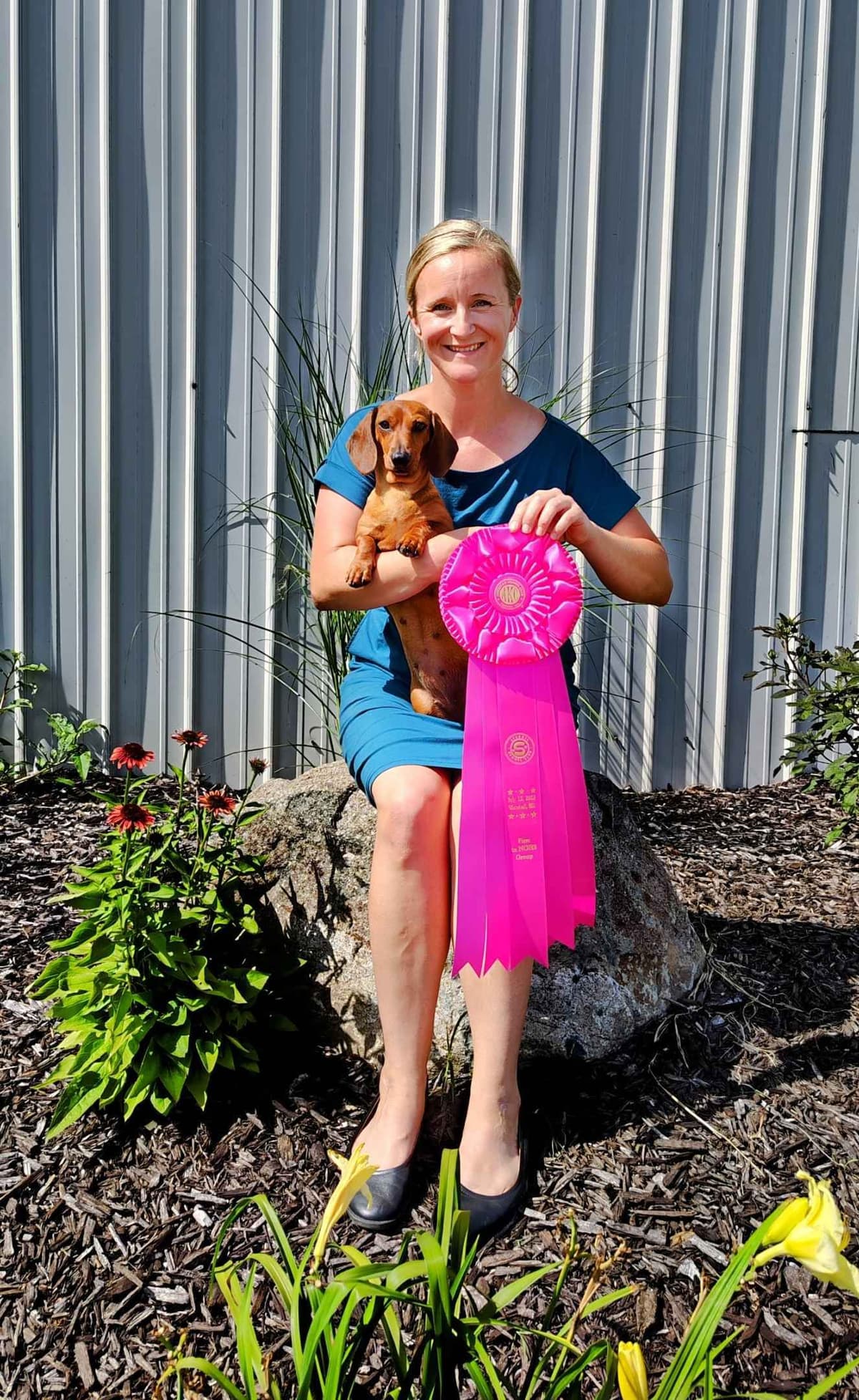 Smooth Dachshund Puppies breeder image 1