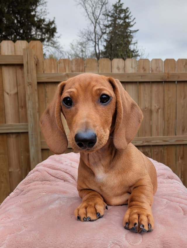 Smooth Dachshund Puppies media 3