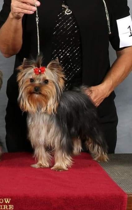 Yorkshire Terrier Puppies breeder image 1