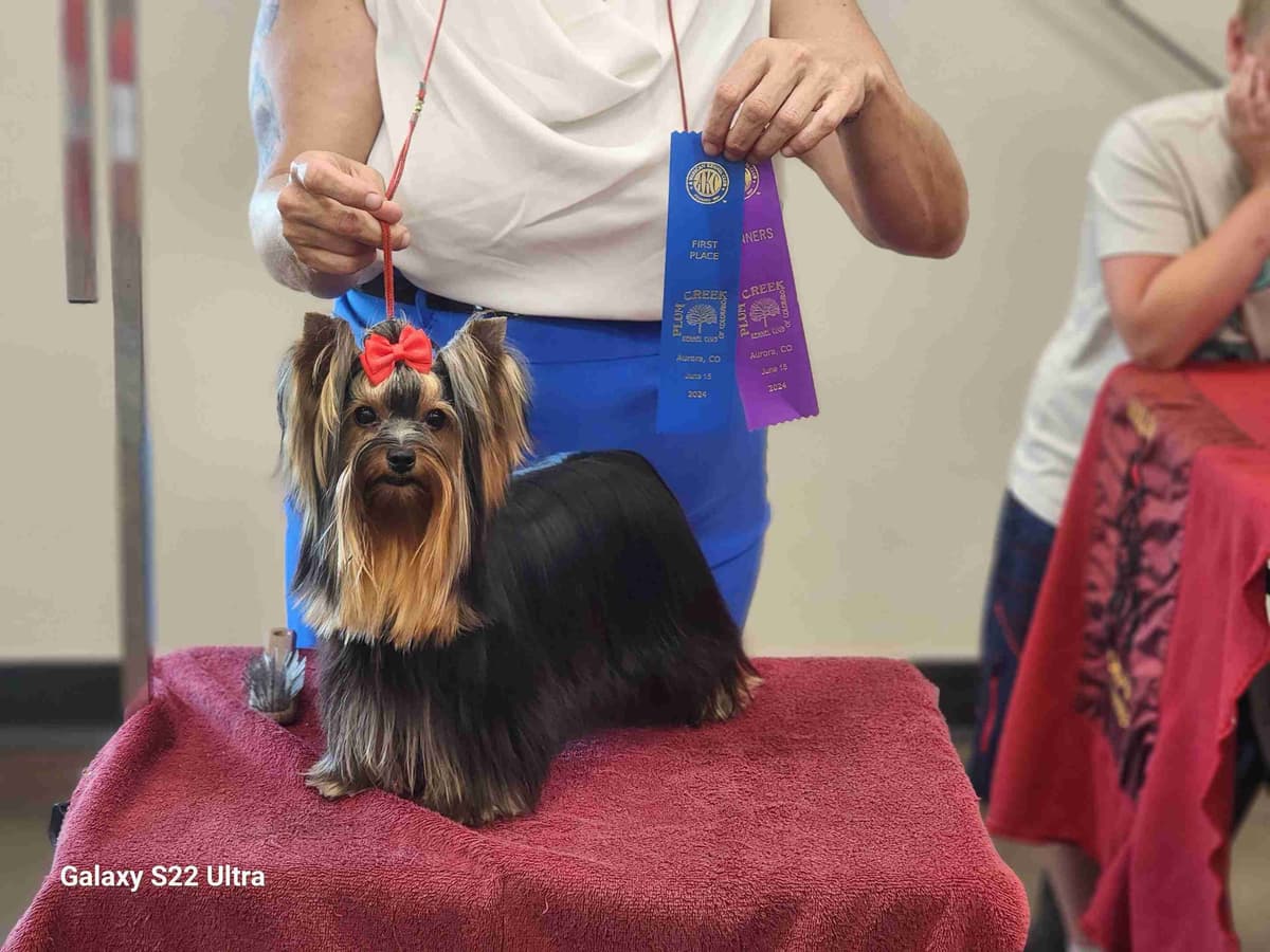 Yorkshire Terrier Puppies breeder image 3