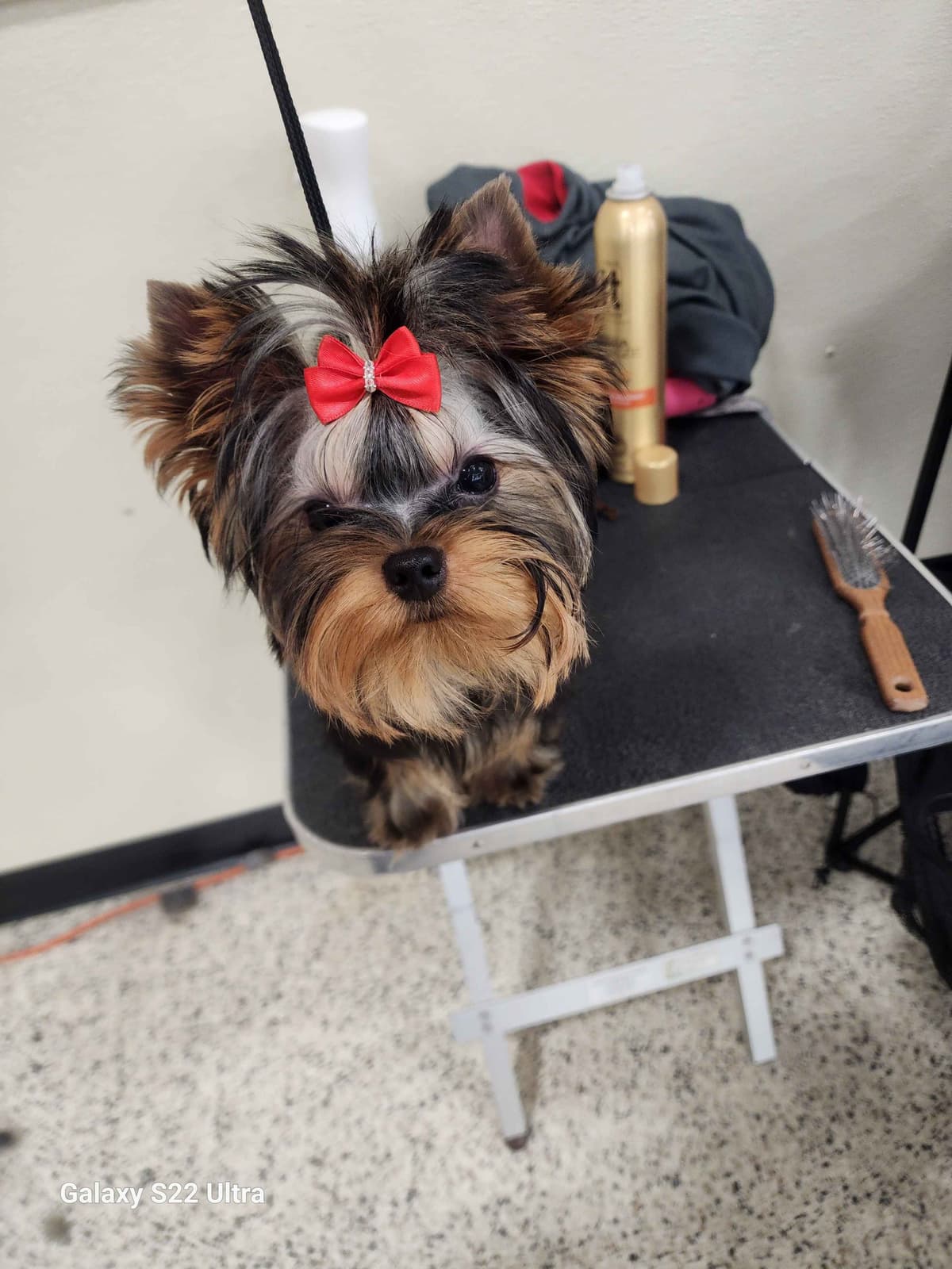 Yorkshire Terrier Puppies breeder image 4