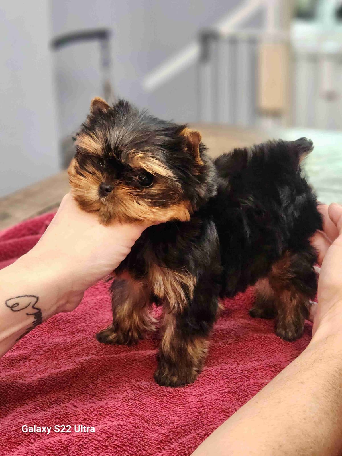 Yorkshire Terrier Puppies breeder image 6