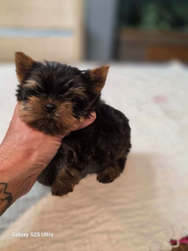 Yorkshire Terrier Puppies media 2