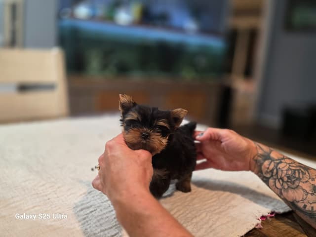 Yorkshire Terrier Puppies media 3