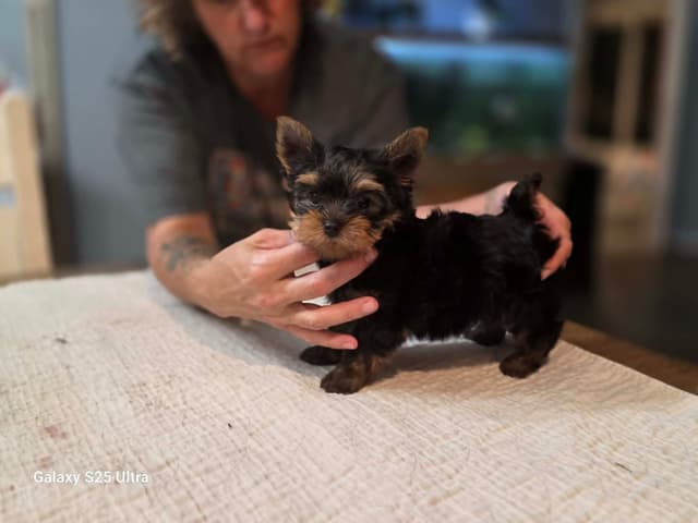 Yorkshire Terrier Puppies media 4