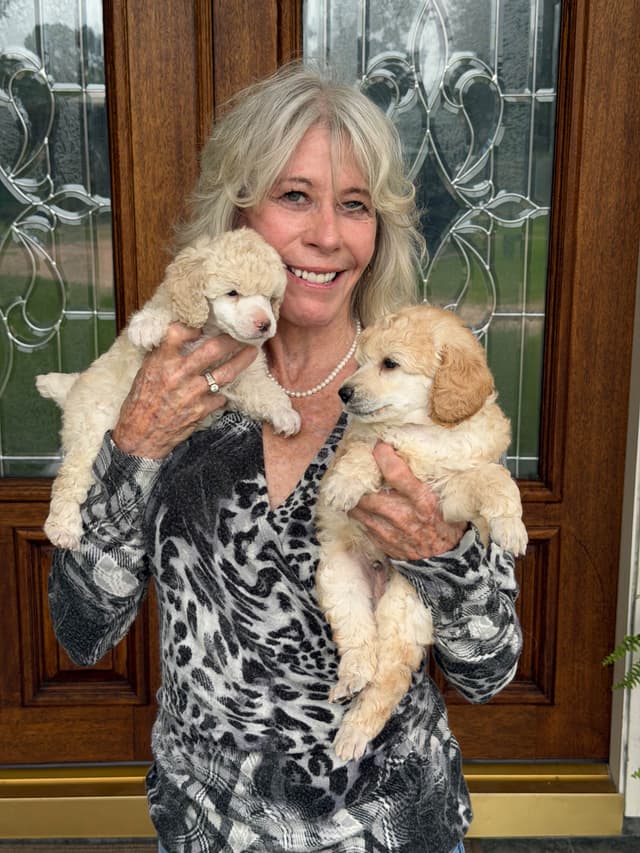 Miniature Poodle Puppies media 4