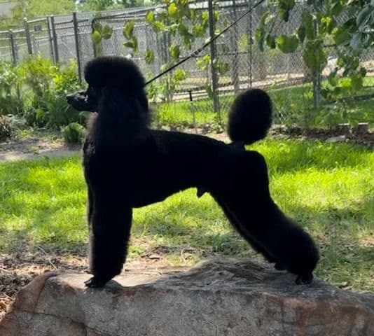 Miniature Poodle Puppies media 3