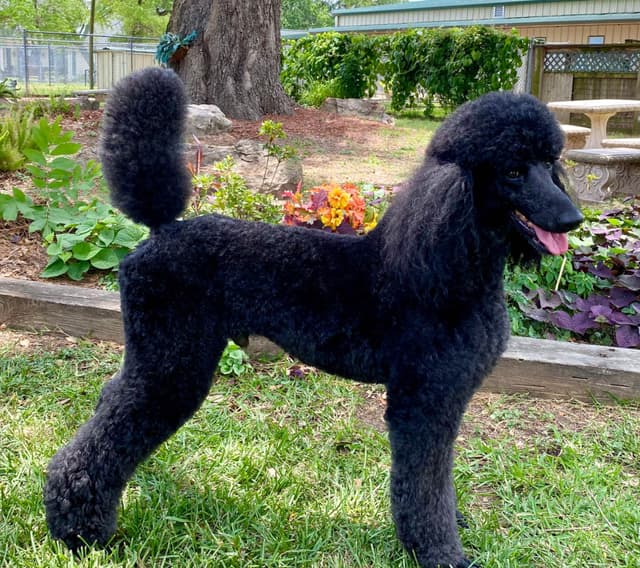 Poodle Puppies media 2