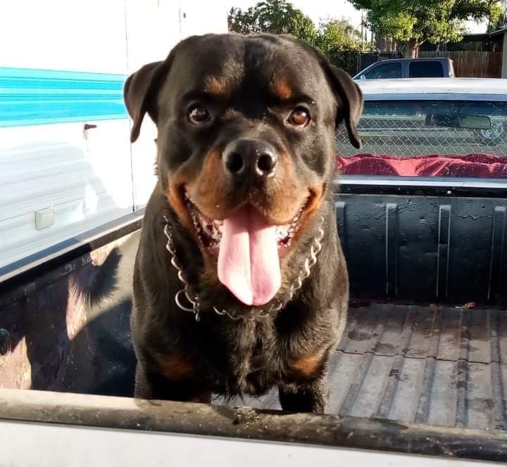 Rottweiler Puppies breeder image 12