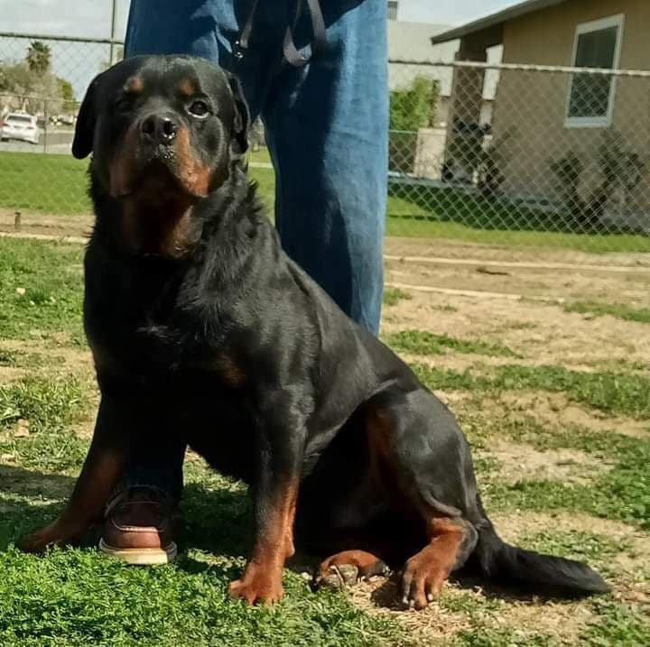 Rottweiler Puppies breeder image 14