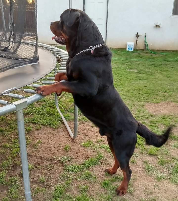 Rottweiler Puppies breeder image 13