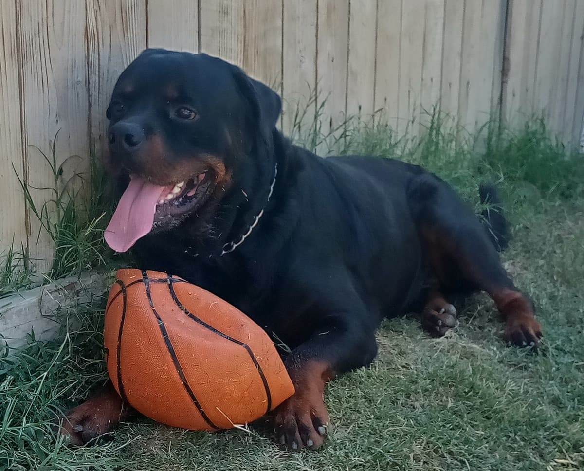 Rottweiler Puppies breeder image 11