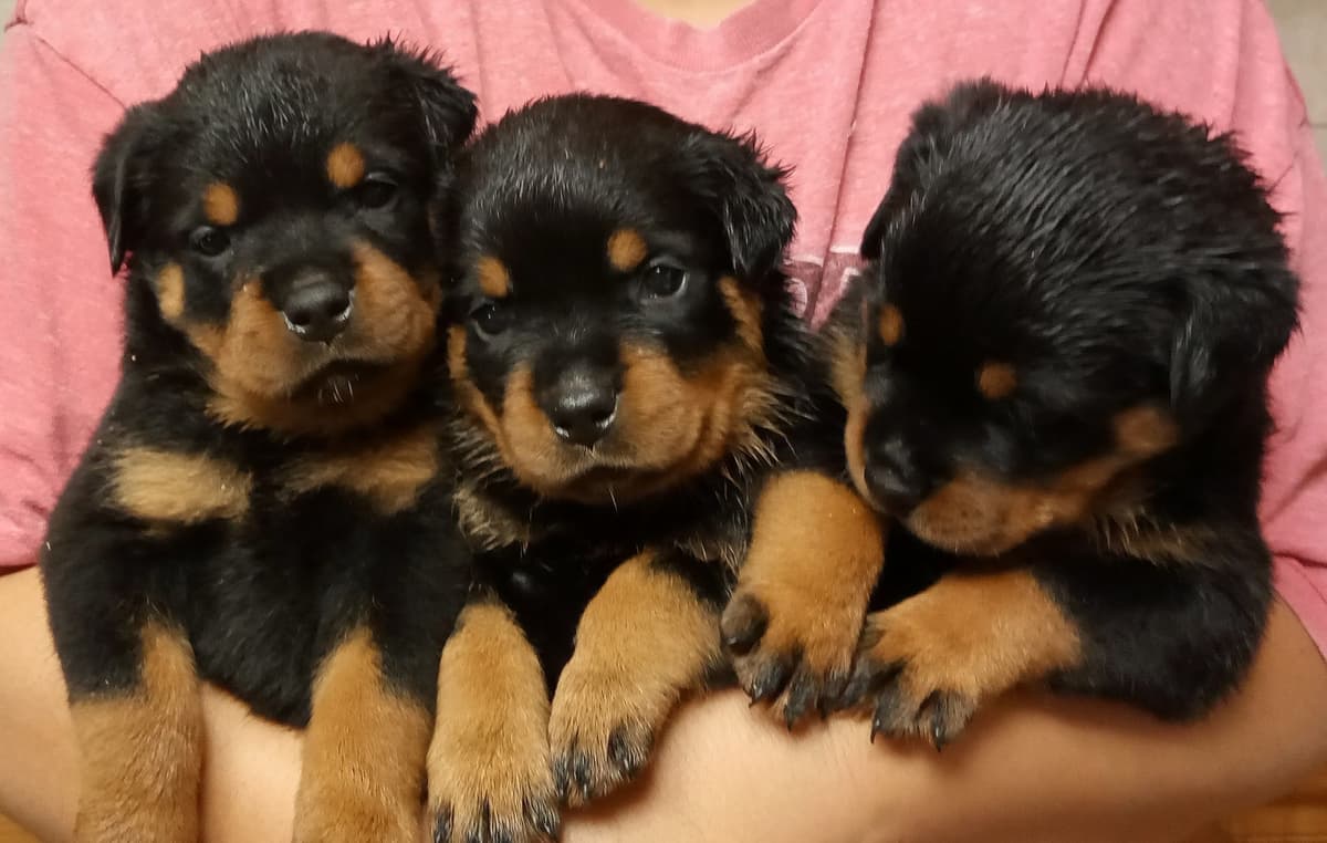 Rottweiler Puppies breeder image 9