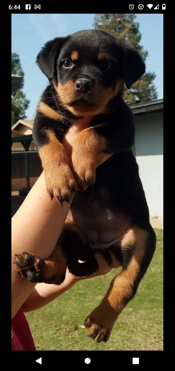 Rottweiler Puppies breeder image 10