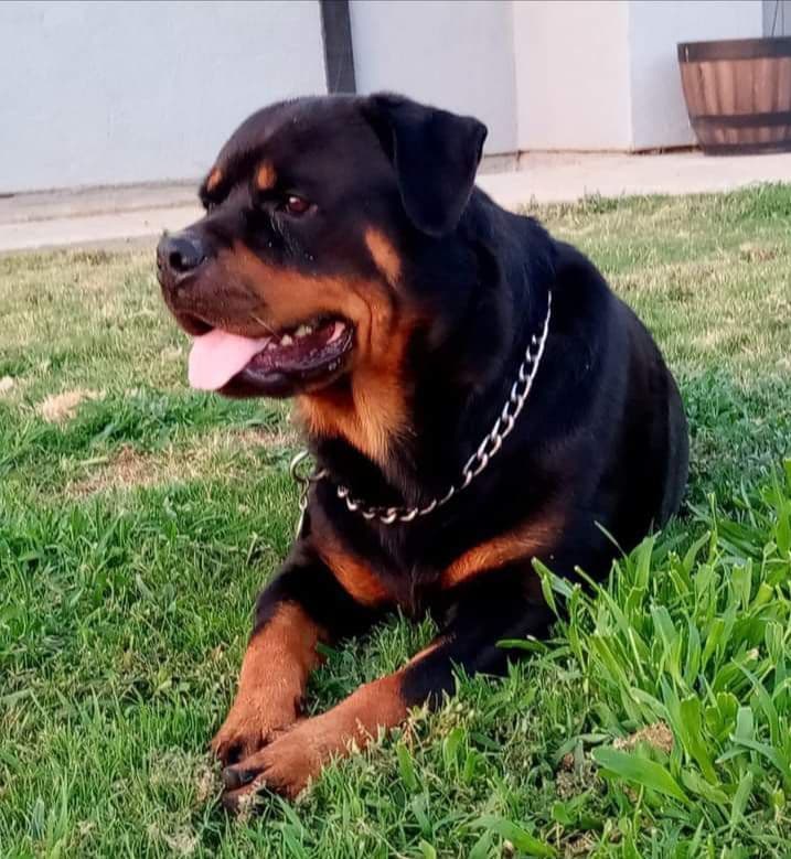 Rottweiler Puppies breeder image 17