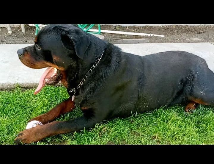 Rottweiler Puppies breeder image 15